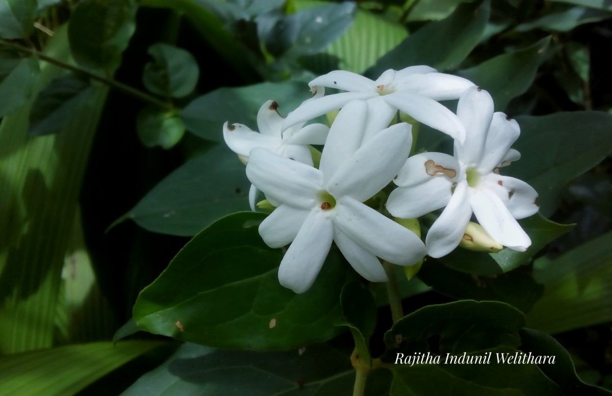 Jasminum multiflorum (Burm.f.) Andrews